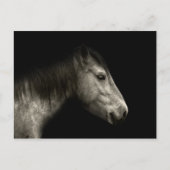 Pferdeportrait Postkarte (Vorderseite)