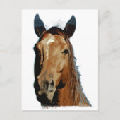 Pferdeportrait Postkarte (Vorderseite)