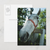 Pferdeportrait Postkarte (Vorne/Hinten)
