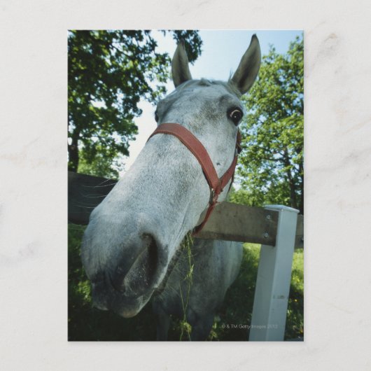 Pferdeportrait Postkarte (Vorderseite)