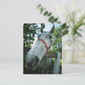 Pferdeportrait Postkarte (Stehend Vorderseite)