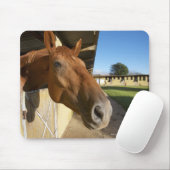 Pferdeportrait, Swasiland, Südafrika Mousepad (Mit Mouse)