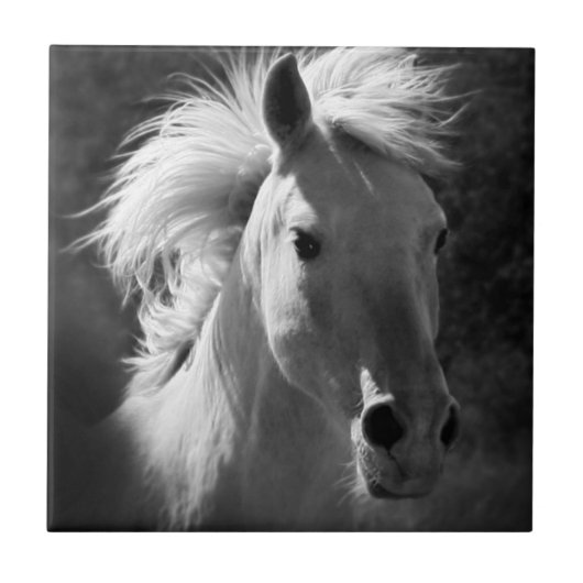 Pferdeportrait V Fliese (Vorderseite)