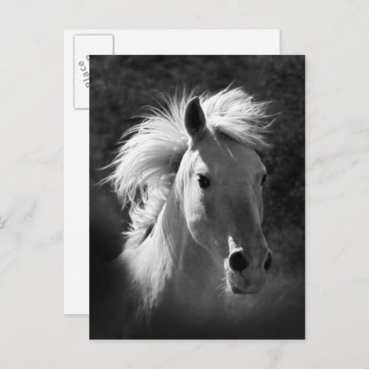 Pferdeportrait V Postkarte (Vorne/Hinten)