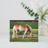 Pferdeporträt Postkarte (Stehend Vorderseite)