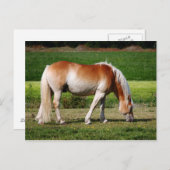 Pferdeporträt Postkarte (Vorne/Hinten)