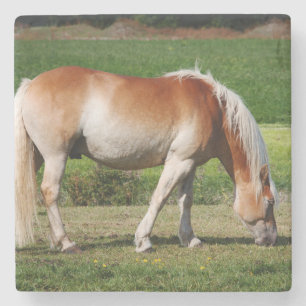 Pferdeporträt Steinuntersetzer