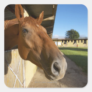 Pferdeporträt, Swasiland, Südafrika Quadratischer Aufkleber