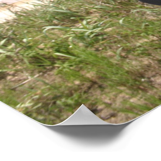 Pferdeposter Beach Poster (Ecke)