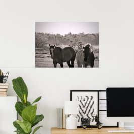Pferdeposter Fotografie Poster