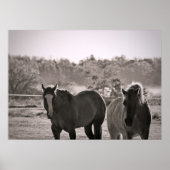 Pferdeposter Fotografie Poster (Vorne)