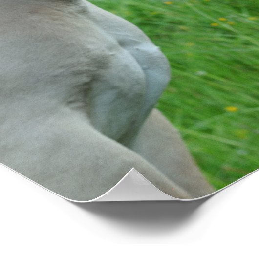 Pferdeposter Poster (Ecke)