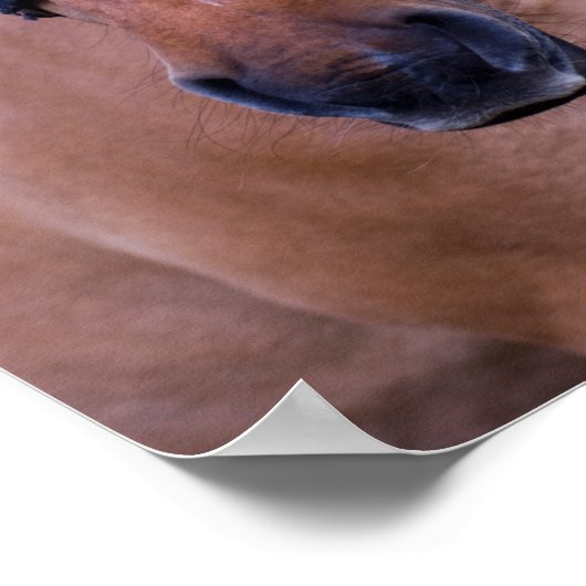Pferdeposter Poster (Ecke)