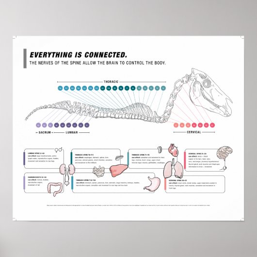 Pferdeposter Poster (Vorne)