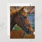 Pferdeposter Postkarte (Vorne/Hinten)