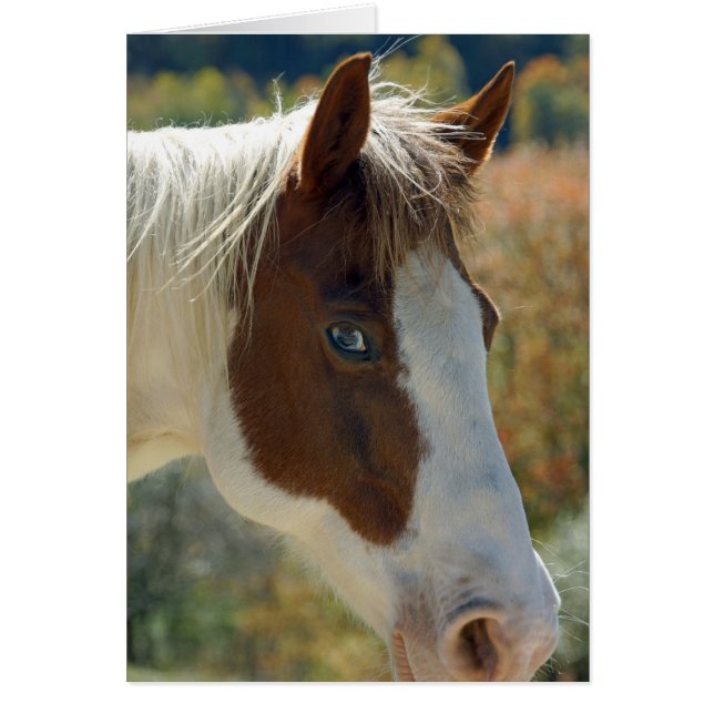 Pferdepostkarte (Vorne)