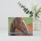 Pferdepostkarte 1 postkarte (Stehend Vorderseite)