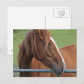 Pferdepostkarte 1 postkarte (Vorne/Hinten)