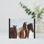 Pferdepostkarte Postkarte (Stehend Vorderseite)