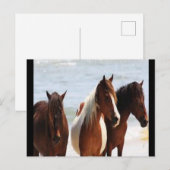 Pferdepostkarte Postkarte (Vorne/Hinten)