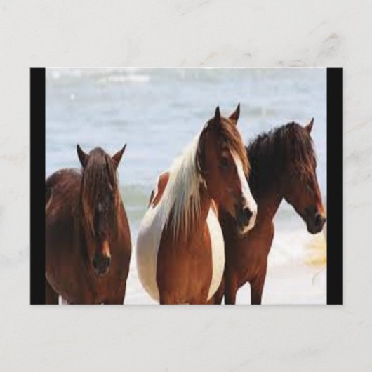 Pferdepostkarte Postkarte (Vorderseite)