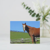 Pferdepostkarte Postkarte (Stehend Vorderseite)
