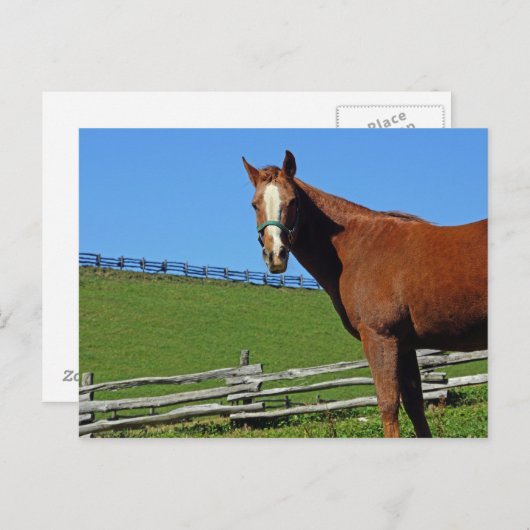 Pferdepostkarte Postkarte (Vorne/Hinten)