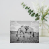 Pferdepostkarte Postkarte (Stehend Vorderseite)