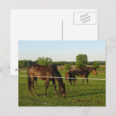 Pferdepostkarte Postkarte (Vorne/Hinten)