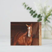 Pferdepostkarte Postkarte (Stehend Vorderseite)