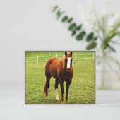 Pferdepostkarte Postkarte (Stehend Vorderseite)