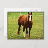 Pferdepostkarte Postkarte (Vorne/Hinten)