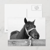 Pferdepostkarte Postkarte (Vorne/Hinten)