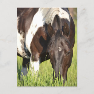 Pferdepostkarte Postkarte
