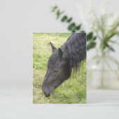 Pferdepostkarte Postkarte (Stehend Vorderseite)