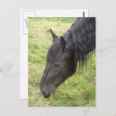 Pferdepostkarte Postkarte (Vorne/Hinten)