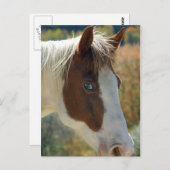 Pferdepostkarte Postkarte (Vorne/Hinten)