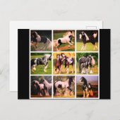 Pferdepostkarte Postkarte (Vorne/Hinten)