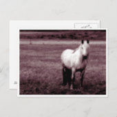 Pferdepostkarte Postkarte (Vorne/Hinten)