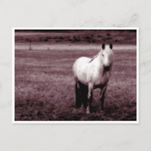 Pferdepostkarte Postkarte