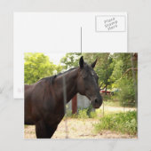 Pferdepostkarte Postkarte (Vorne/Hinten)