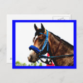 Pferdepostkarte Postkarte (Vorne/Hinten)