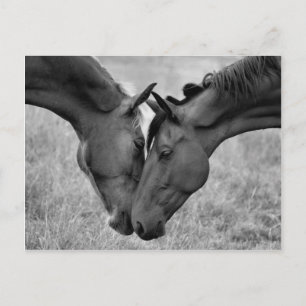 Pferdepostkarte Postkarte