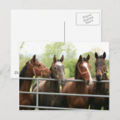 Pferdepostkarte Postkarte (Vorne/Hinten)