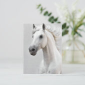 Pferdepostkarte Postkarte (Stehend Vorderseite)
