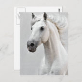 Pferdepostkarte Postkarte (Vorne/Hinten)