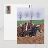 Pferdepostkarte Postkarte (Vorne/Hinten)