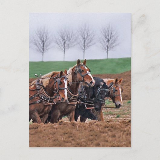 Pferdepostkarte Postkarte (Vorderseite)