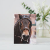 Pferdepostkarte Postkarte (Stehend Vorderseite)