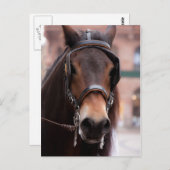 Pferdepostkarte Postkarte (Vorne/Hinten)